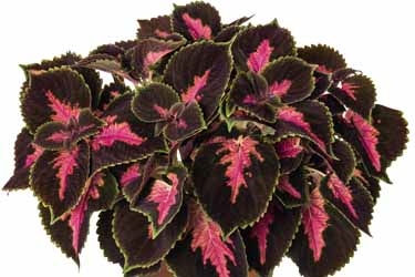 Main Street Coleus Thumbnail Fifth Avenue.jpg